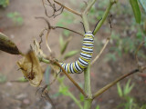 Monarch Caterpillar