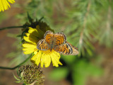 Pearl Crescent and friend