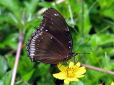 The Great Eggfly