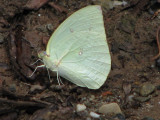 Lemon Emigrant Male