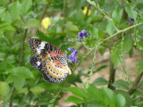 Leopard Lacewing