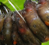 Closeup of sling on pupating Pipevine larva