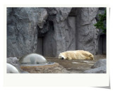 Asahiyama Zoo