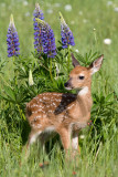 Fawn in Lupine