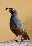 California Quail