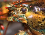 Lobster