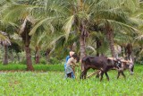Agriculture is the main livelyhood in the Belur area