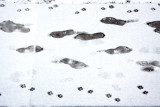 Winter walk - to and fro, Palatine, IL