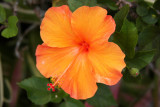 Orange Hibiscus, Hawaii, USA