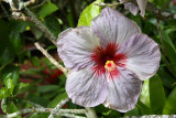Purple hibiscus, Hawaii, USA