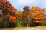Deer Grove Forest Preserve, Palatine, IL - Fall colors - Shades of brown