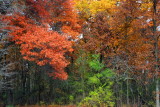 Deer Grove Forest Preserve, Palatine, IL - Fall colors - Count the Fall Colors