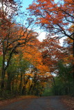 Illinois - Deer Grove Forest Preserve, Fall Colors