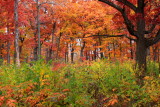 Fall Colors, Illinois - Morton Arboretum - East Loop Trail
