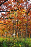 Morton Arboretum - Wooded paradise