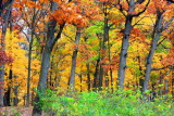 Fall Colors, Illinois - Morton Arboretum - East Loop Trail