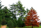 Morton Arboretum - Conifer Trail