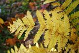 Pennsylvania - Ferns and Petals, Fall Colors