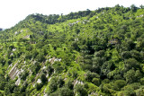 Hillside