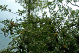 Apples