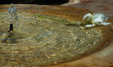 Fountain-Iris-Rhonda.jpg