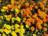 DSC01713-M7.jpg