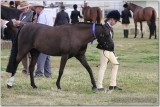 Laidley Show 13 Jul 08 008