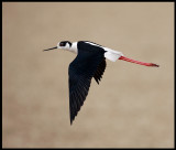 Black-winged Stilt