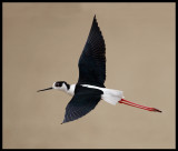 Black-winged Stilt