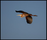 Purple Heron