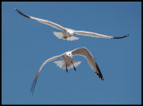 Audouin`s Gulls