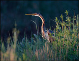 Purple Heron