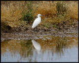 Little Egret