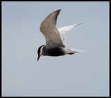 Whiskered Tern