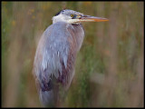 Grey heron