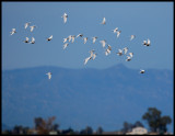 Whiskered Terns