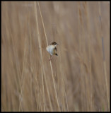 Citting Cisticola - abundant in all reed