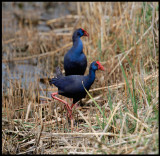 Purple Swamp-hens