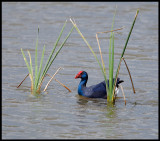 Purple Swamp-hen