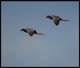 Purple Swamp-hens