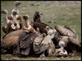 Griffons and two Black Vultures feeding on a sheep