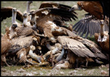 Griffon Vultures