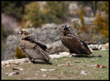 Black Vultures (right bird has radio transmitter on the back)