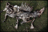 Our sheep after 2 hours feeding......left for the Lammergeiers
