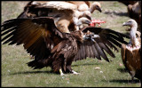 Black Vulture and Griffons