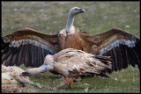 Griffon Vultures