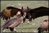 Black Vultures