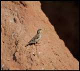 Rock Sparrow at Mont Roig