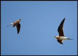 Collared Pratincoles