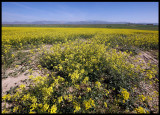 The plains near Balguer - Little Bustard territory